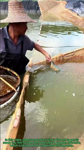 Fish Fry Harvesting: Traditional Netting in Rivers