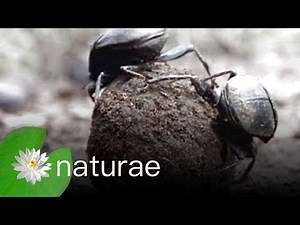 Dung Beetles Eating Dung - Explore the Wildlife Kingdom