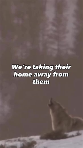 Wyatt & Co. on Instagram: "In February of 2024, a man named Cody Roberts of Wyoming ran over a young wolf with his snow mobile, and then proceeded to duck tape it’s mouth and parade the injured animal around at his local bar for all his friends and family to see. Also attaching a shock collar and GPS tracker to the wolf’s neck. Letting it suffer for hours in a crowded bar. He was later indicted on animal cruelty charges, however, his attorney is now arguing that his actions…were legal- due to a 