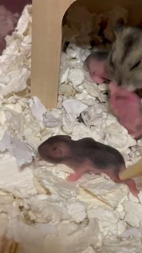 What's a Baby Rat Called & 4 More Amazing Facts! - There is no harder job than raising a child