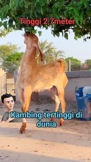 Rekayasa genetika,Kambing tertinggi di dunia genetic engineering,the tallest goat in the world #reels #kambing #ternak #breeding #penggemukan #kambingseni #etawa #kaligesing #senduro #jawarandu #domba #dorper #sanen #kambingperah #semuaorang #ternakkambingpemula #sheep #pengikut #sorotan #everyone #fyp #populer #weekend #happy #yeniyeniwa #iraherayanti #hoho #ryanfishing #ternakkambingmodern #ternakkambingjawa #ternakkambingboer #ternakkambingkacang #ternakkambinggibas #ternakkambingsukses #tern