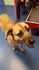 280K views · 6.3K reactions | "Sämi" weint und trauert seinem...