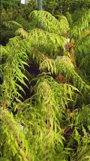 In the Greenhouse | Tiger Eye Sumac