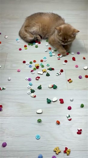 Cute Cat Playing with Colorful Buttons 😻 | Relaxing Cat ASMR #shorts