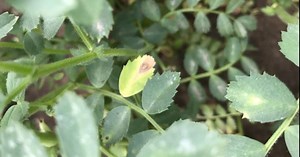 Pulse School: Navigating pulse disease pressure in the face of Group 11 resistance