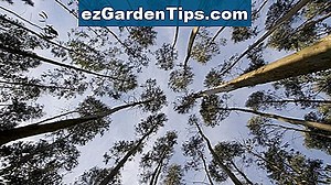 Hoe een eucalyptusboom inkorten 🌱 Tips Tuinders - Nl.ezGardenTips.com