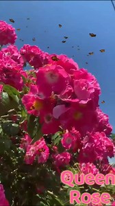 663K views · 77K reactions | ပန်းလေးတွေကြည့်ပြီး ခဏတာဖြစ်ဖြစ်...