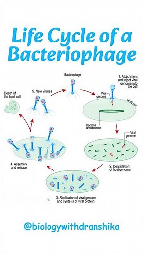 🦠 "From Invasion to Replication: The Bacteriophage Life Cycle" #biology #bacteria #bacterial #neet