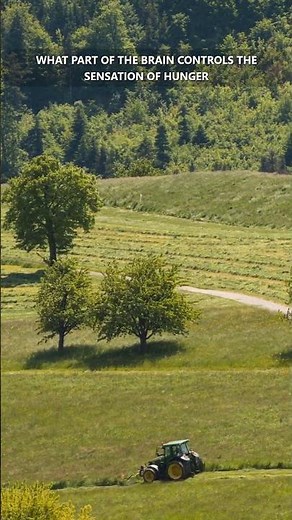 What part of the brain controls the sensation of hunger?