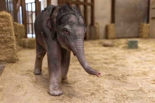 “For the first time in nearly 25 years” the National Zoo has a Baby Elephant – Help Name Her – See the Four Options! - PoPville