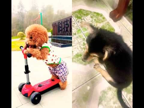 Cún con dễ thương #dog #cute #peét
