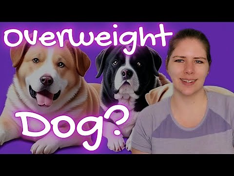 Veterinarian's Rx for Canine Weight Loss Success