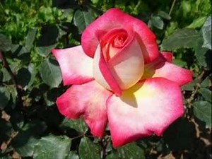 Ruby(film-Ruby Gentry)-piano solo by Bill McGuffi