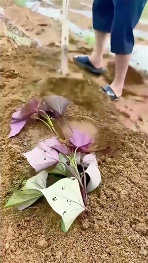 Digging, Planting, and Covering Soil—Step by Step Sweet Potato Planting