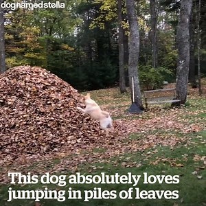 "Nothing makes my dog happier than jumping into piles of leaves" 😂😍 Credit: Dog Named Stella | VT