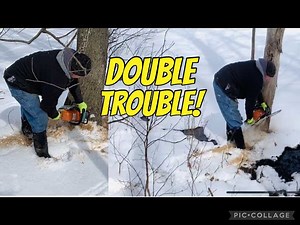 7.9K views · 60 reactions | In this March 7, 2019 firewood video my supplier Mike uses his Stihl chainsaw to fell two standing dead maple trees on our property that are over 200 yards apart and he did it in under 10 minutes. PLEASE be sure to FOLLOW or LIKE this page so you don't miss any future entertaining firewood videos. | Joe's Premium Firewood | Facebook