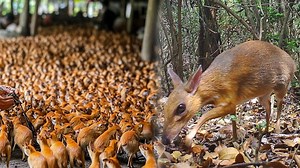 Smart Agricultural Practices for Mouse Deer Farming