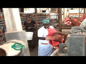 Layers Poultry in Cages courtesy of Sigma Feeds Kenya