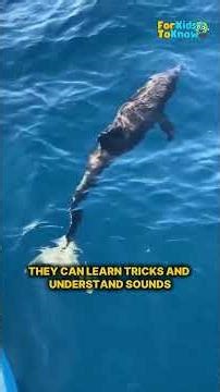 Letter D is for Dolphin | Amazing Animal Facts for Kids