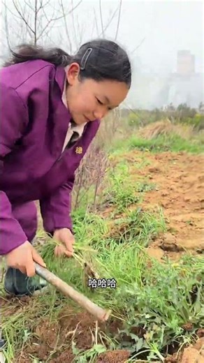 湖北挖野葱季又来啦！吃不吃是你的选择