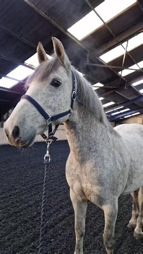 ❗️The importance of the basics❗️ ❓️Why are they SO important❓️ ALL behaviour problems and issues (unless there is an element of pain 💥) stem from deficits in these. If you're having any issues with your horse, go right back to the foundations and test these responses. If they aren't light and consistent, there lies the root of your problem 💭 This was a big day for Macario. His first trip away from home since he came to me. He has been out in the trailer to the vets for his vaccinations but he 