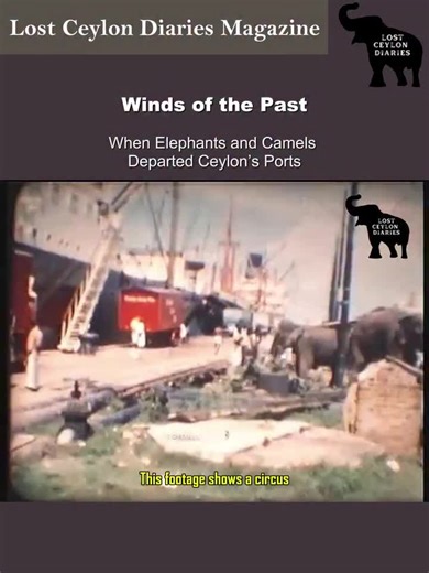 Exploring Ceylon's Exotic Animal Trade History