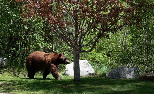 A state grant program aims to help Colorado communities rein in human-bear conflicts