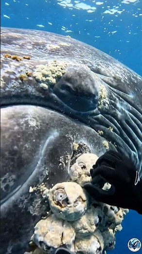 🎥 This Incredible Whale Was Seen Near Alaska 🇺🇸🐋 #AlaskaWhales #SaveWhales