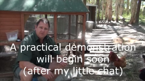 Worm, mite, & lice all in one treatment for chickens & quail ivermectin