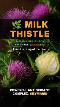 Milk Thistle: Natural Health Benefits You Need to Know | Jamaica Health Box