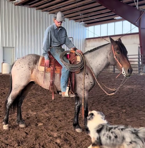 Horses and dogs are a humans best friend for sure #buckaroo #cowboy #rodeo #western #punchy #horses #buckaroos #rodeotok #ranchlife #countrygirl #westernlifestyle #startingcolts