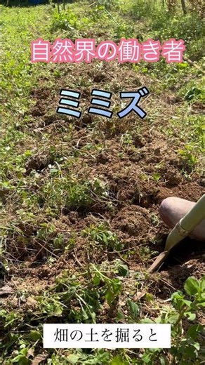 自然界の土壌改良ミミズ