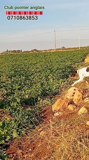 club pointer anglais ⚡️⚡️⚡️🇲🇦🇲🇦🇲🇦🇲🇦 | club pointer anglais