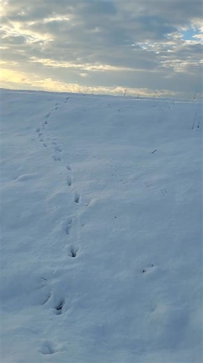 Nu am fost invatata sa ma plang, m-am "calit" cu trecerea anilor si mereu lupt sa razbesc...pentru ei, pentru mine. In sfarsit astazi a fost o zi de iarna adevarata si nu m-a speriat deloc zapada minunata asternuta ca intr-un basm. Adapostul e un loc unde cateii sunt protejati, au casute din lemn, izolate, mancare zilnic, nu ii ninge si nu ii bate viscolul...drumul de acces e bun, facil si aproape de sosea...deci ne putem numi norocosi si binecuvantati si ne gandim cu grija la amaratii de pretut