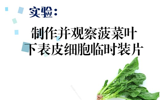 制作并观察菠菜叶下表皮细胞临时装片（实验考试视频）