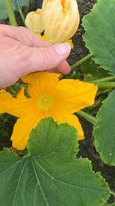 The best way to pollinate squash #fairbanks #fairbanksalaska #kenai #kodiak #seward #alaskaseeds #homeralaska #anchorage #wasilla #alaskagrown #alaskalove #livingsoil #notill #ecofarm #ecofarming #regenerativeagriculture #notillgardening #notillfarming #regenerativefarming #companionplanting #companionplants #heirloomseeds #organicseeds #polyculture #alaskaliving #permaculturefarm #seedsandsoilfarm #permaculturefarming #anchoragealaska #palmeralaska | Seeds and Soil Farm, Alaska's Seed Company