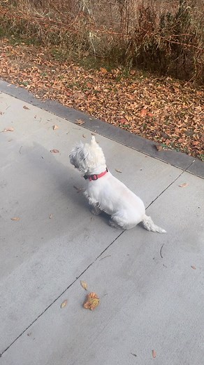 3.4K views · 109 reactions | Look what we found! | Brian Lane Designs LLC | Facebook