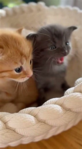 Kittens Talking Like Humans? 😹🐾 #cat #cats