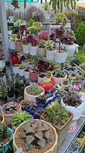 🌿🪴 Haworthia collection 🪴🌿 #bikolanahardinera #garden #fblifestyle #succulents | Bikolanahardinera