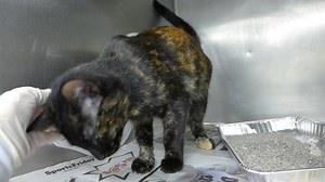 49 reactions · 32 shares | RESCUED! ANAISE - ID #A166610 Female / age...