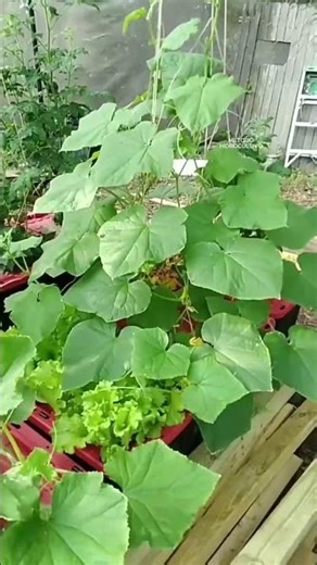 Hydroponics step by step. Easy and economical hydroponic garden at home. #hydroponics #garden #cu...