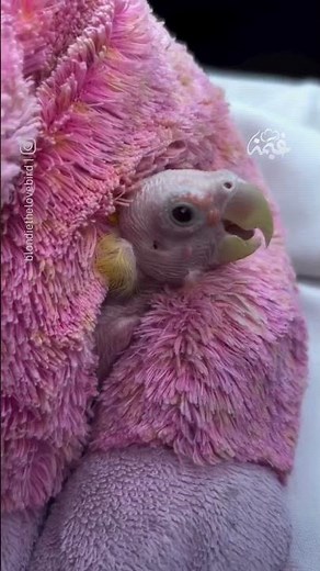 The World's Most Famous Lovebird | The Story of Blondie, Who Defied PBFD