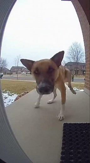 This Dog Peed On My Camera! #doorbellcam #ringcamera
