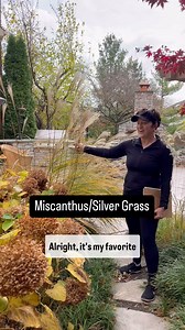 16K views · 358 reactions | Miscanthus is a type of grass that is not...