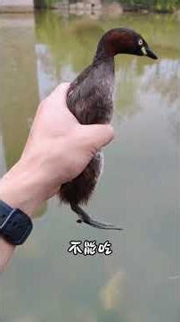 11 Birds You Need to Know: A Quick Guide for Beginners