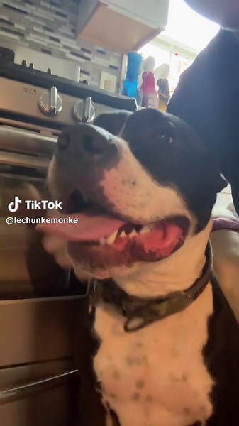 ChunksBabyRuth (@lechunkemonke)’s videos with Originalton - Menacetosociety