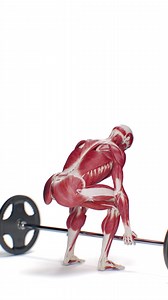 What does your body really do during a deadlift? This 3D animation reveals the muscle anatomy of one of the most foundational strength exercises: ▪️ Glutes and hamstrings generate force ▪️ Erector spinae stabilize the lower back ▪️ Lats, traps, and forearms keep posture and grip ▪️ Abdominals and obliques stabilize the core The deadlift trains strength, coordination, and power — and it’s a full-body anatomy lesson in motion. Based on SciePro’s 3D anatomy model. Available for B2B licensing — link