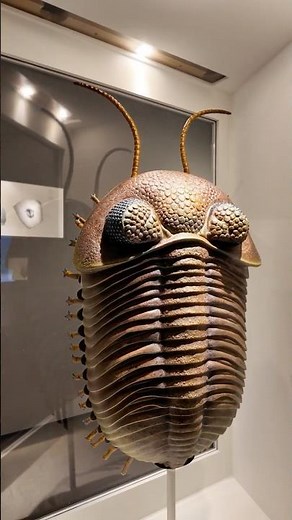 Learning What Trilobites Looked Like! Houston Science Museum #extinction #ancientlife #geology