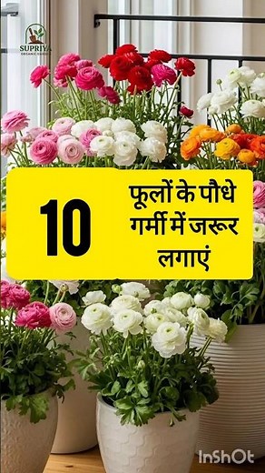 🌼Top 10 Summer Flowers #trending #indoor_plants #shorts #short #yt #flower_plant