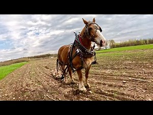 Jim & Bill are out Picking Stones! // Shoeing Draft Horses #634